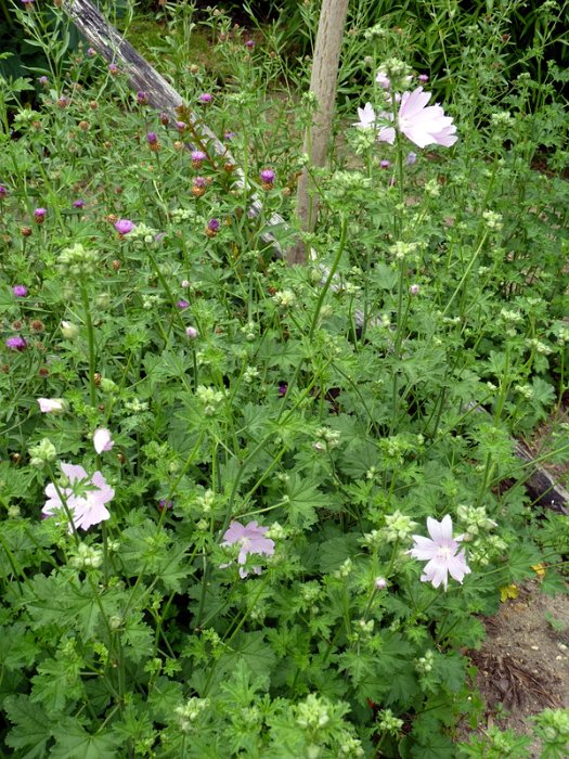 Malva alcea